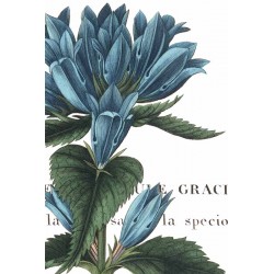 Wild Port"Botanique 1" 3 pieces set or single art pictures with close up blue flowers over white base