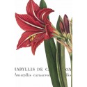 Wild Port"Botanique 1" 3 pieces set or single art pictures with close up red flower over white base