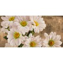 Jenny Thomlinson-Daises In The Moonlight. Magnificent white daises picture for Home Decor