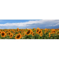 Ferrua"Girasoli in Val D'Orcia" Tuscan Sunflowers Field, Author's Photographic Image