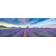 Krahmer"Lavender Field"quadro fotografico d'Autore Originale con campo di lavanda panoramico