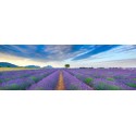 Krahmer"Lavender Field" Author's HQ Photographic Image for Home Decor
