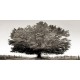 Ferrua"Un secolo di tramonti BW" quadro d'Autore Originale- foto con quercia in bianco e nero