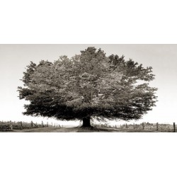 Ferrua"Un secolo di tramonti BW" awesome Oak Tree art picture in black and white