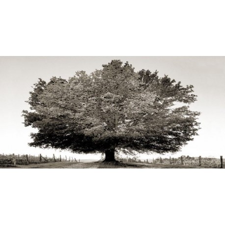 Ferrua"Un secolo di tramonti BW" quadro d'Autore Originale- foto con quercia in bianco e nero
