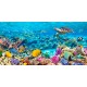 Pangea"Sea Turtle and fish,Maldivian Coral Reef" quadro con barriera corallina e pesci. Supporti HQ e Misure a Scelta