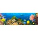Pangea"Life in the Coral Reef, Maldives" quadro con barriera corallina e pesci delle Maldive. Supporti HQ e Misure a Scelta