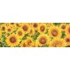 Luca Villa "Field of Sunflowers" -Home Decor Best Seller Image with sunflowers field, low and wide format