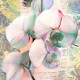 Kelly Parr "Orchid" (detail) Quadro shabby con orchidee, supporti e misure a scelta