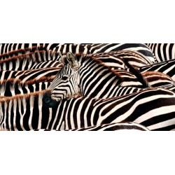 Pangea Images "Herd of Zebras" high quality print