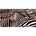Pangea "Herd of Zebras"-Quadro Fotografia di Zebre Stampa Originale d'Autore