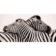Anonimo "Zebras in love"-Quadro Fotografia di Zebre Stampa Originale d'Autore