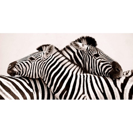 Anonimo "Zebras in love" high quality print