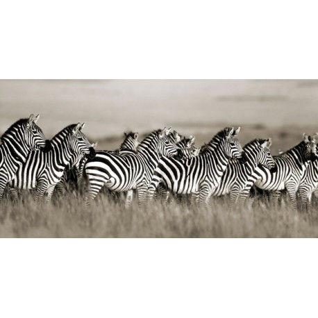 F. Krahmer " Grant's Zebra, Masai Mara, Kenya"-Quadro Fotografia di Zebre Stampa Originale d'Autore