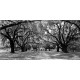 Anonimo "Avenue of Oaks,South California" Quadro Stampa Alta Risoluzione con alberi