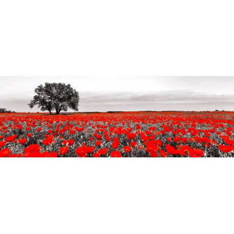 A.Campo di Papaveri-Quadro Fotografico in Bianco Nero e Rosso per Soggiorno Cucina o Altro
