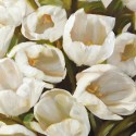 Bianco I- jenny Thomslinson White Tulips on high quality print