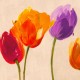 Tulip & Colors -Luca Villa colored Tulips on high quality print