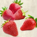 Strawberries - Remo Barbieri on high quality print