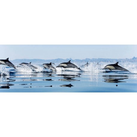 Delfini-A.-Quadro Fotografico a Colori per Soggiorno Cucina o Camera
