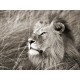 African Lion, Masai Mara, Kenya high quality print