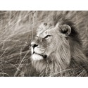 African Lion, Masai Mara, Kenya high quality print