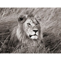 African Lion, Masai Mara, Kenya II,Quadro Pronto con Stampa Fine Art per Soggiorno, Ufficio o altro