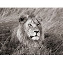 African Lion, Masai Mara, Kenya II,Quadro Pronto con Stampa Fine Art per Soggiorno, Ufficio o altro