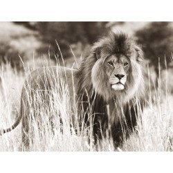 Male Lion, ANONYMOUS high quality print