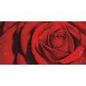 Red rosa -Luca Villa