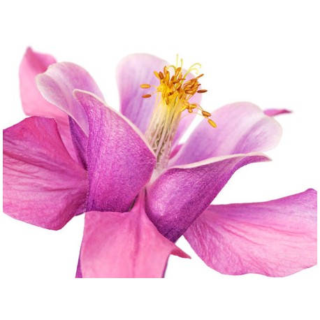 Krahmer"Iris Viola" Fotografia ad Alta Risoluzione su Supporti Diversi con Misure a Scelta