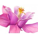 Krahmer"Iris Viola" Fotografia ad Alta Risoluzione su Supporti Diversi con Misure a Scelta