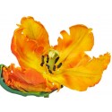 Krahmer"Parrot Tulip",Photographic Picture with Big Yellow Flower for Home Decor